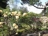 rhododendrons in bloom